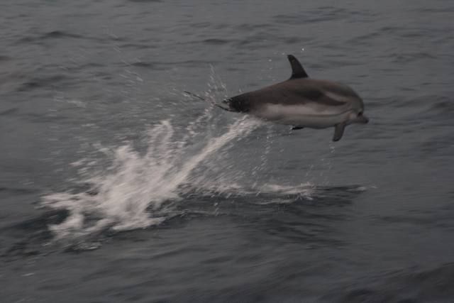 Dauphin rayé (2)