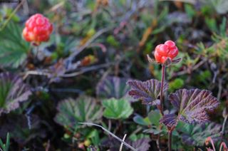 Ronce_des_tourbieres_2