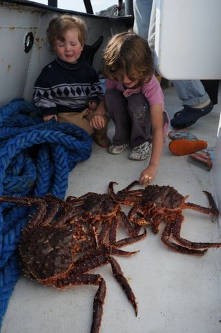 Leonie_Agathe_king_crab