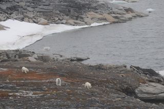 405_Ourse_et_oursons_ile_Bianki