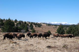 Troupeau_bisons Troupeau_bisons