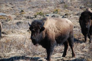Bison