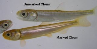 4796580681_51d0bc4316_o