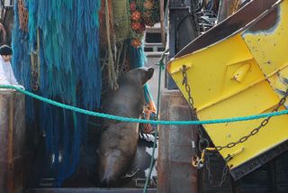 Lion de mer Lion de mer