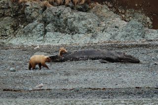 The Blondie's and the whale