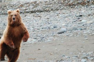 Blondie pas content du tout