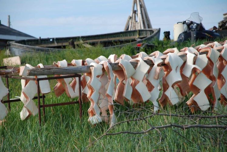 Muktuk belouga Muktuk belouga