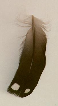 Loon_feather