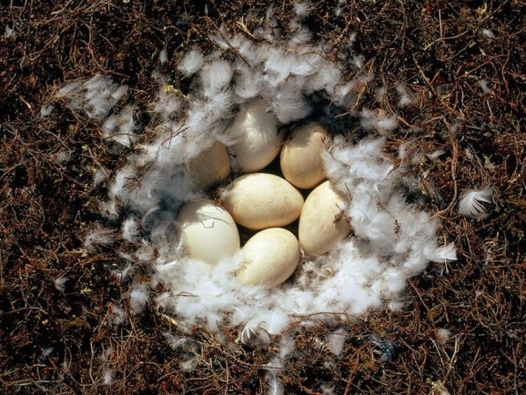 Snow-goose-eggs