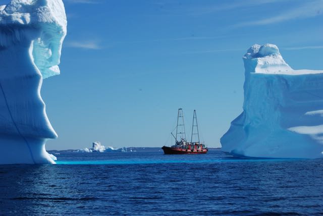Manguier_iceberg
