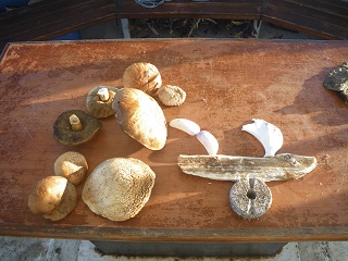 Bolets rudes Bolets rudes