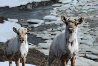 Caribous Caribous