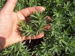 Buisson_et_main Buisson_et_main