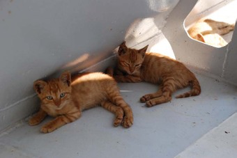 Les_dalton_2 Les_dalton_2