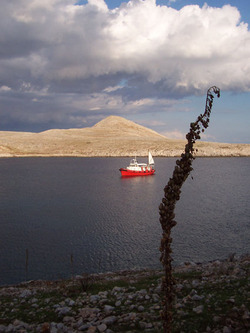 Manguier_tainaron3 Manguier_tainaron3