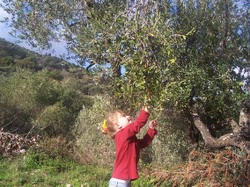 Olives_agathe Olives_agathe