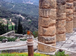 Rougegorge Rougegorge